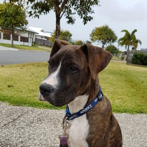 Max (formally Leo)