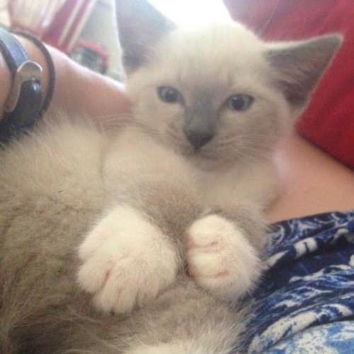 Meeko