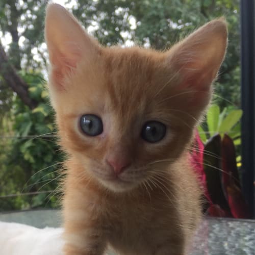 Jasper
