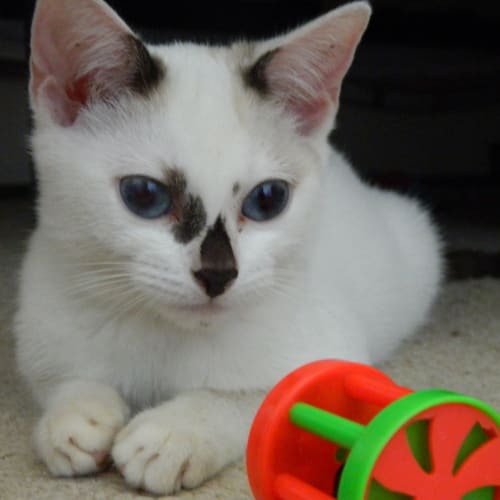 Sammy