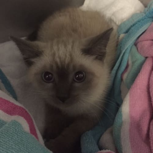 Theodore
