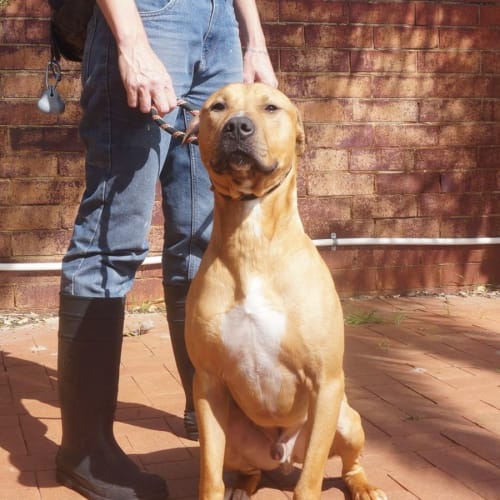 Bronn - 1st of 4 Sponsored Adoptions