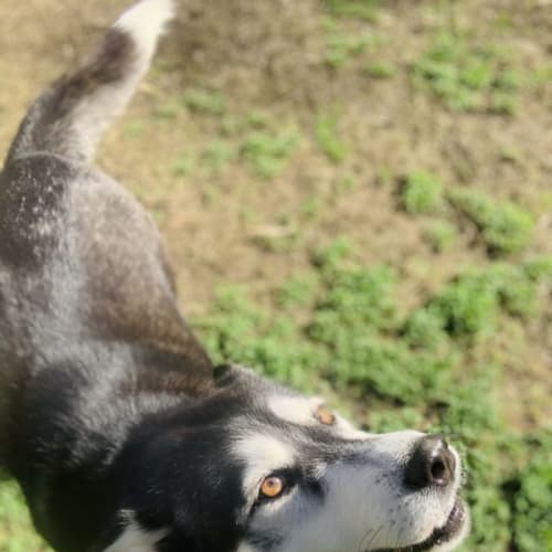 Nova