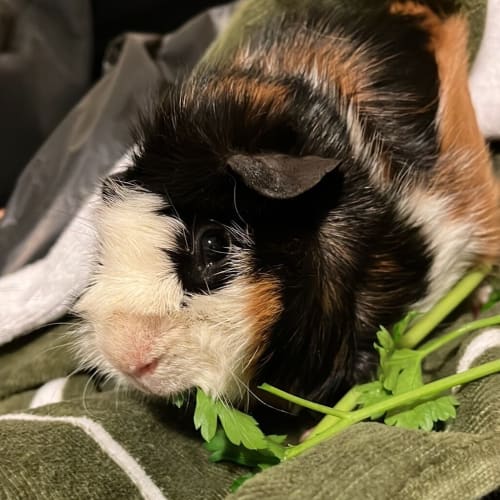Simon
