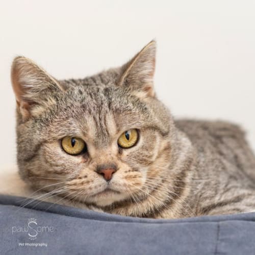 Bitcoma **2nd Chance Cat Rescue**