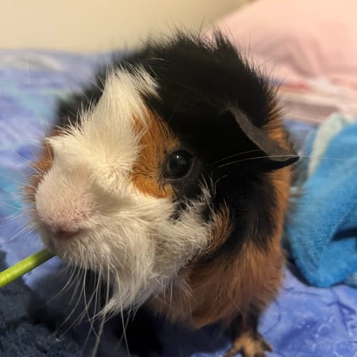 Alvin