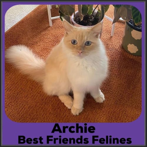 Archie 