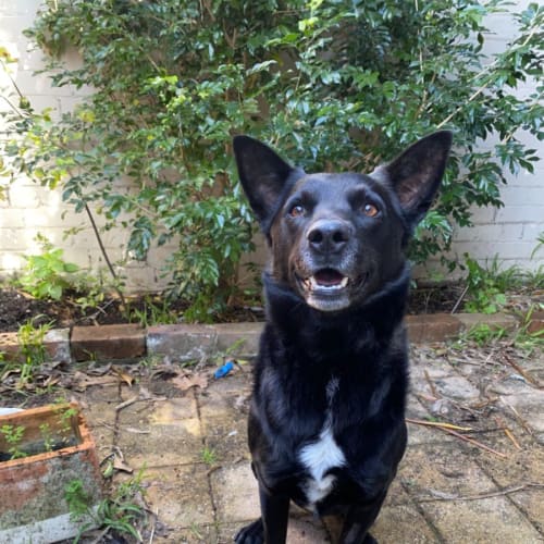On Trial | Diesel ~ 5yr Old Kelp(On Trial 3/10/22)