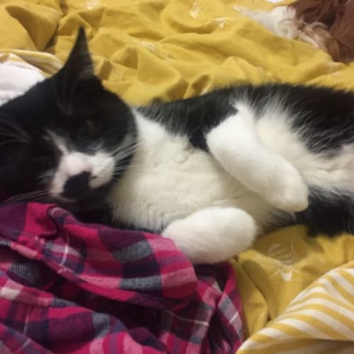 Kermit - 18 Month Old Domestic Short Hair