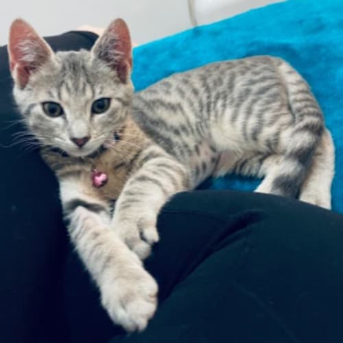 Meeka