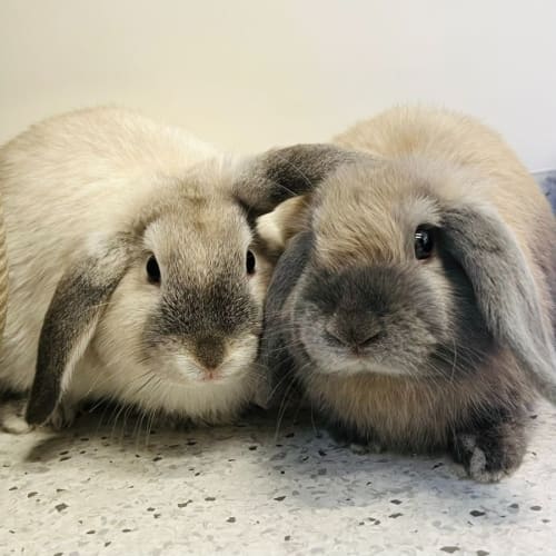 Princess Parsley & Lady Cucumber