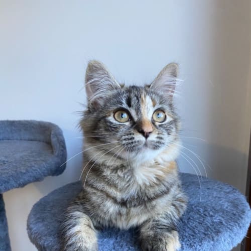 Ziva 