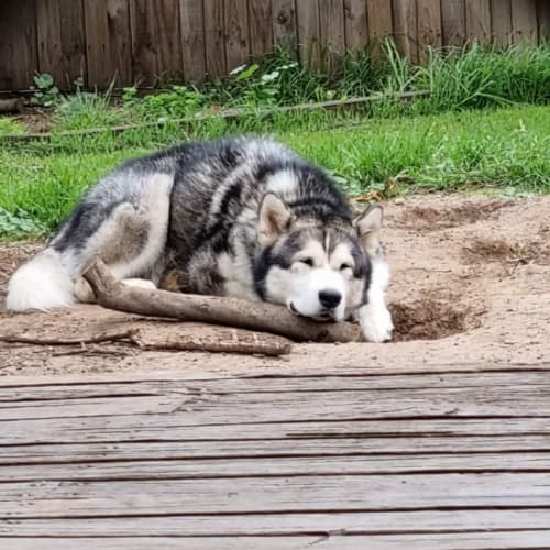 Apollo