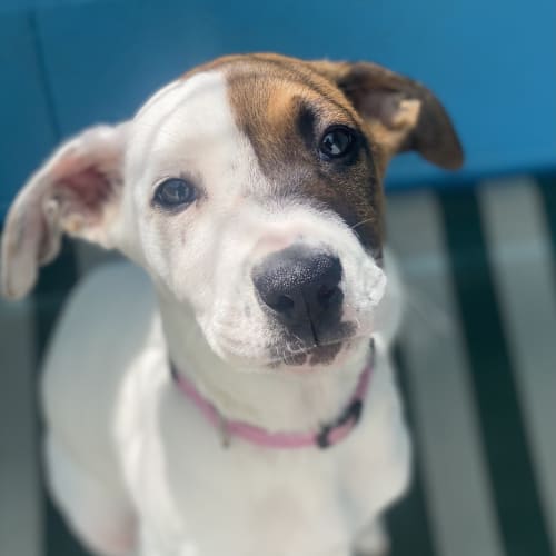Bindi