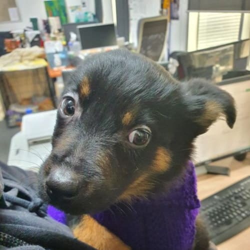 Duke (Was Potato Cake)