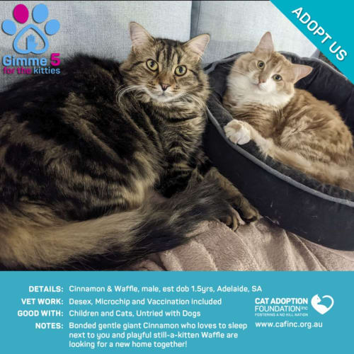 Cinnamon and Waffle Just $39 Each Limited Time!