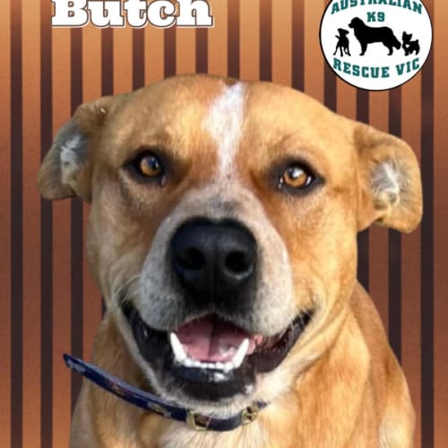 Butch 