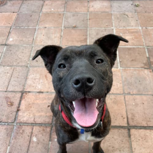 Charlotte ~ 1yr Old Mastiff X(On trial 1/10/22)