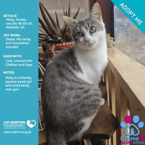 Molly Just $39 Limited Time!