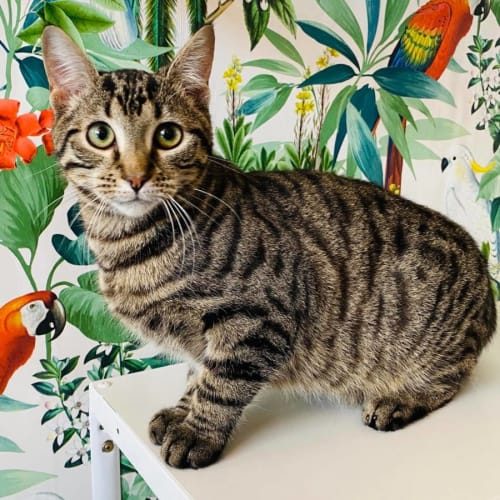 Lionel - Meet me at PetStock Mitcham