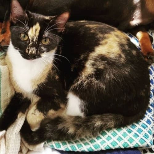 Tala