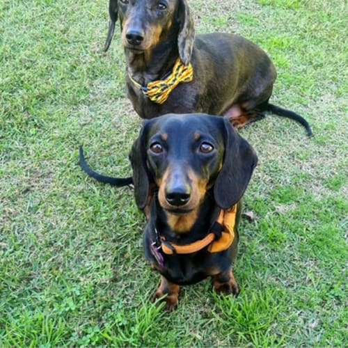 Charlie and Alley Female Dachshunds