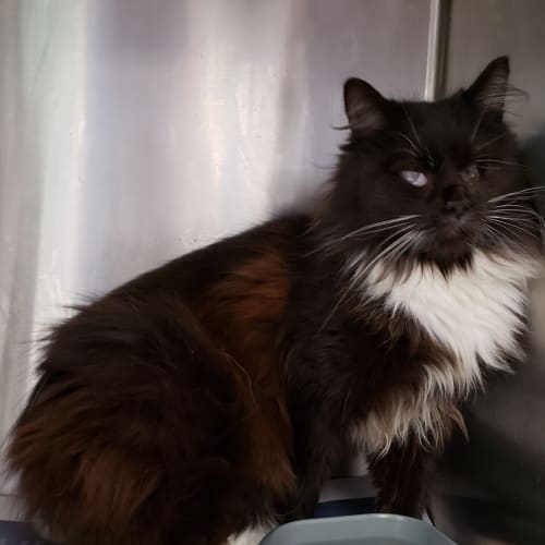 Elsie