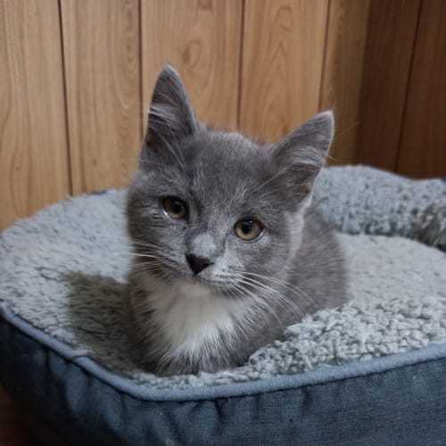 Lani