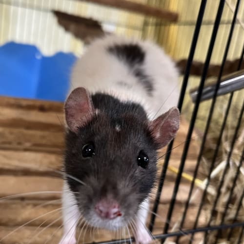 Peggy