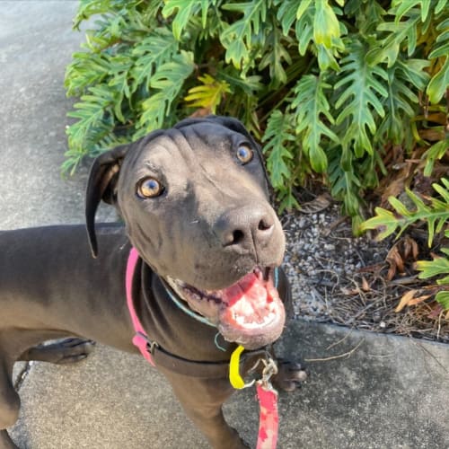 Pepper