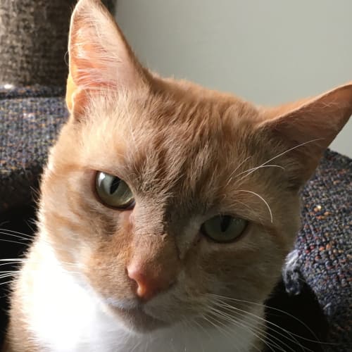 Atticus (arlo)