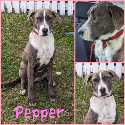 Pepper