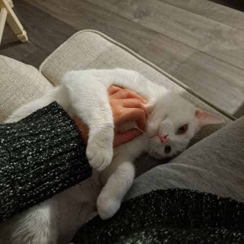 Manu