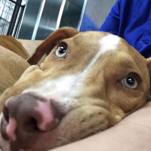 Bazz (Now San/Sanie)