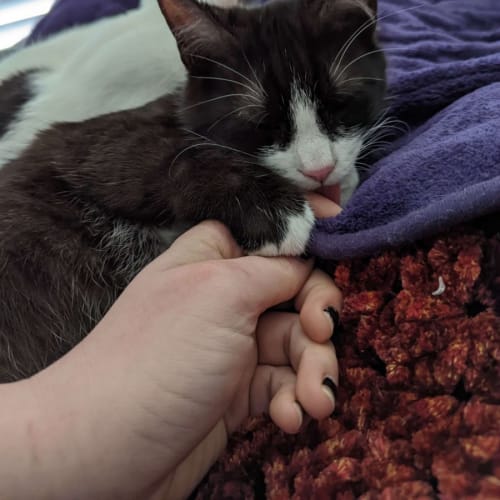 No photo for Romeo 