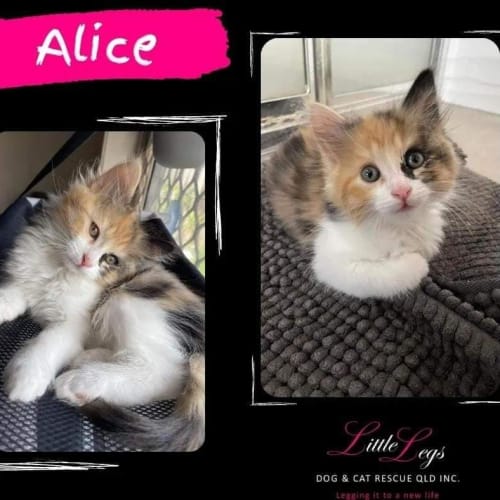 Alice