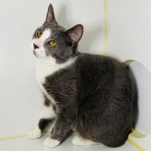 Dougal - Located in Eltham