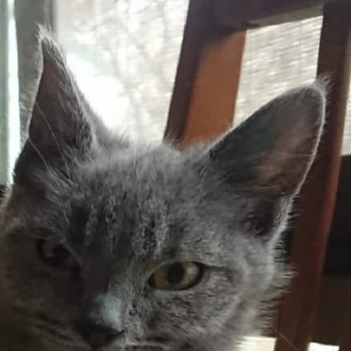 Biscuit**2nd Chance Cat Rescue**