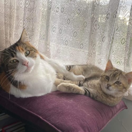 Nala and Lottie
