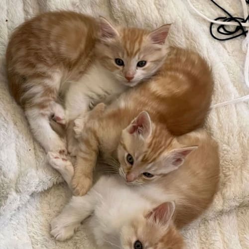 Kittens available