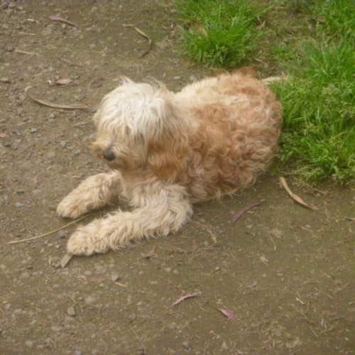 Sallie