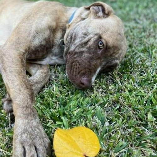 Franki