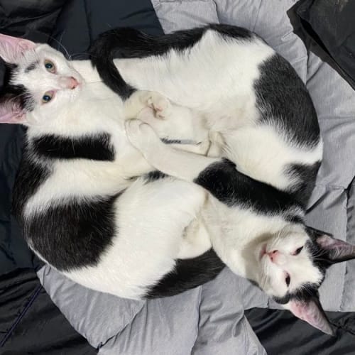 Panda and Patch - Brother and Sister