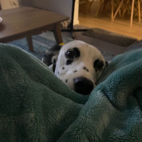 Daisy