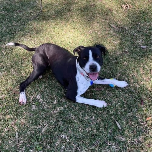 Abby ~ 1yr Old Staffy X(On Trial 1/10/22)