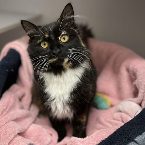 Nova