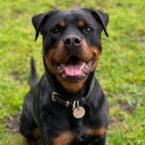 Ellie