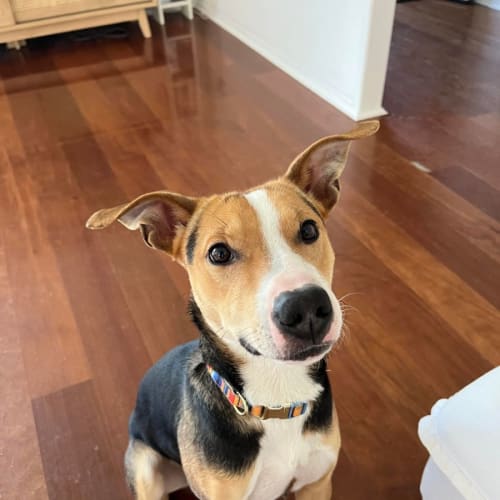 Otis