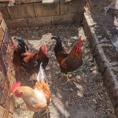 	Daisy, goose and maverick