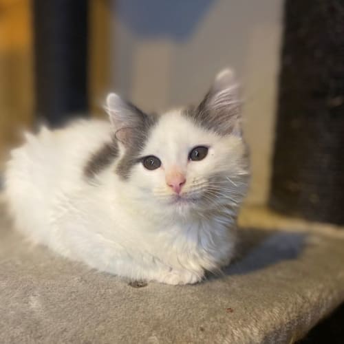 Kasper**2nd Chance Cat Rescue**
